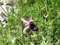 ophrys bertolonii